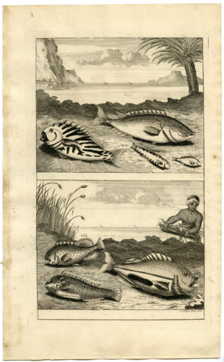Antique Print - TROPICAL FISH-INDONESIA-MOLUCCAS-LX-VALENTIJN-ELLIGER - 1724