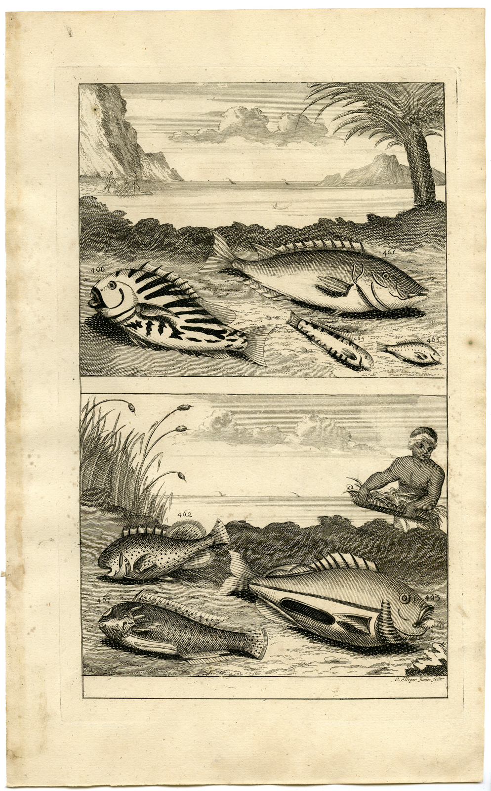 , Antique Print – TROPICAL FISH-INDONESIA-MOLUCCAS-LX-VALENTIJN-ELLIGER – 1724, Pictura Antique Prints