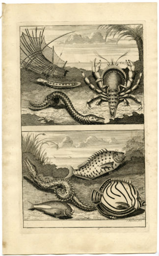 Antique Print - TROPICAL FISH-CRAB-INDONESIA-MOLUCCAS-LVII-VALENTIJN-ELLIGER - 1724