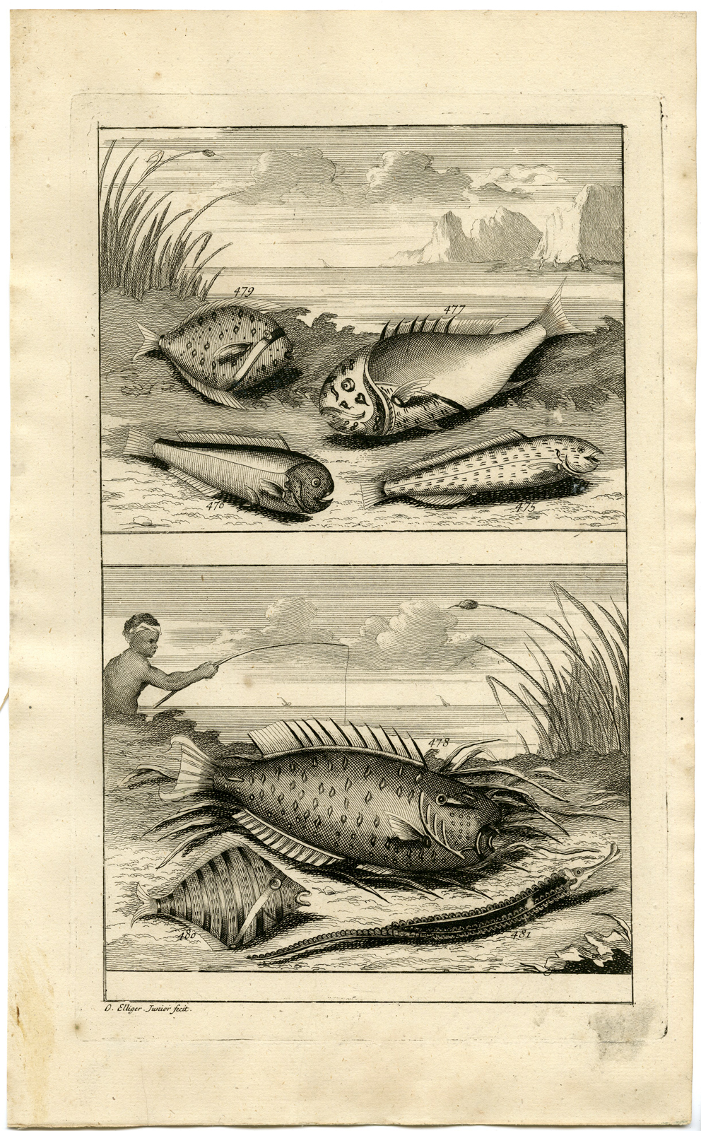 , Antique Print – TROPICAL FISH-FISHING-INDONESIA-LIX-VALENTIJN-ELLIGER – 1724, Pictura Antique Prints