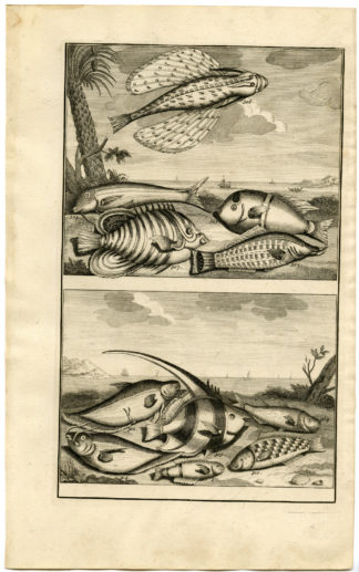 Antique Print - TROPICAL-FLYING FISH-INDONESIA-MOLUCCAS-LV-VALENTIJN-ELLIGER - 1724