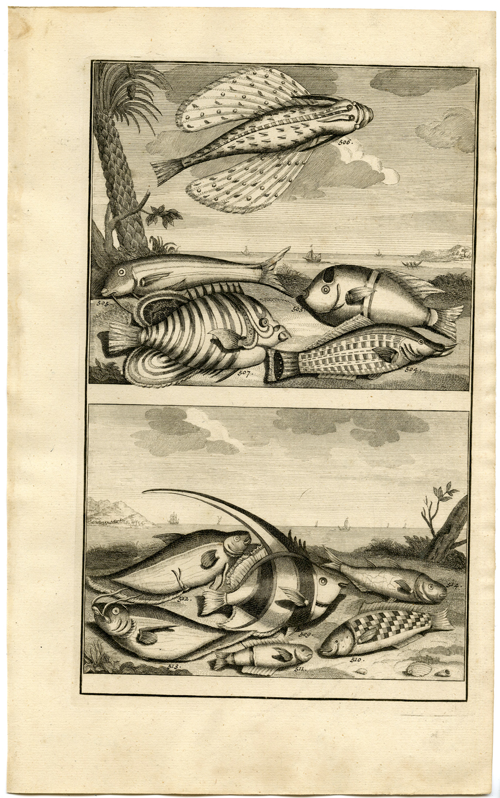 , Antique Print – TROPICAL-FLYING FISH-INDONESIA-MOLUCCAS-LV-VALENTIJN-ELLIGER – 1724, Pictura Antique Prints