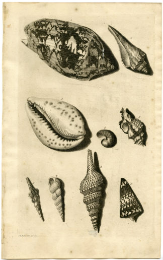Antique Print - SEA SHELLS-MOLLUSC-MOLLUSK-INDONESIA-LXIII-VALENTIJN-RUMPHIUS - 1724