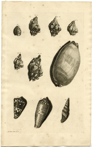 Antique Print - SEA SHELLS-MOLLUSC-MOLLUSK-INDONESIA-LXIV-VALENTIJN-RUMPHIUS - 1724
