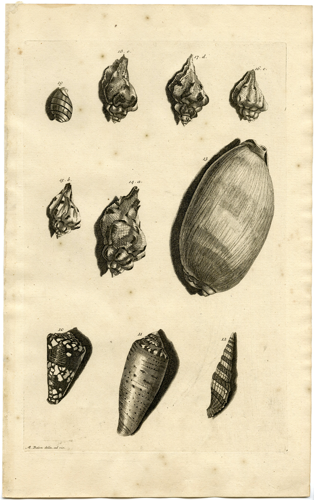 , Antique Print – SEA SHELLS-MOLLUSC-MOLLUSK-INDONESIA-LXIV-VALENTIJN-RUMPHIUS – 1724, Pictura Antique Prints