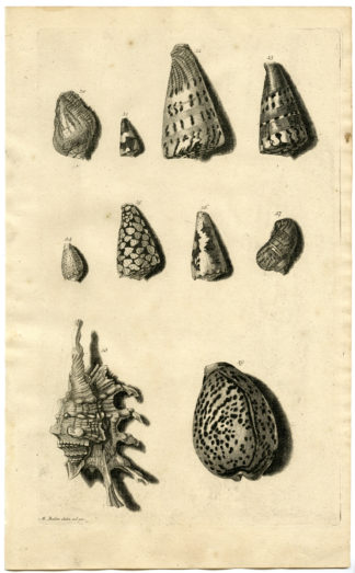 Antique Print - SEA SHELLS-MOLLUSC-MOLLUSK-INDONESIA-LXV-VALENTIJN-RUMPHIUS - 1724