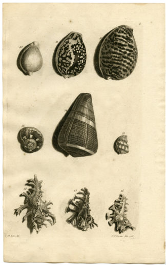 Antique Print - SEA SHELLS-MOLLUSC-MOLLUSK-INDONESIA-LXVI-VALENTIJN-RUMPHIUS - 1724
