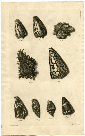 Antique Print - SEA SHELLS-MOLLUSC-MOLLUSK-INDONESIA-LXVII-VALENTIJN-RUMPHIUS - 1724