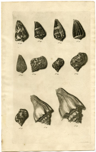 Antique Print - SEA SHELL-MOLLUSC-MOLLUSK-INDONESIA-LXVIII-VALENTIJN-RUMPHIUS - 1724
