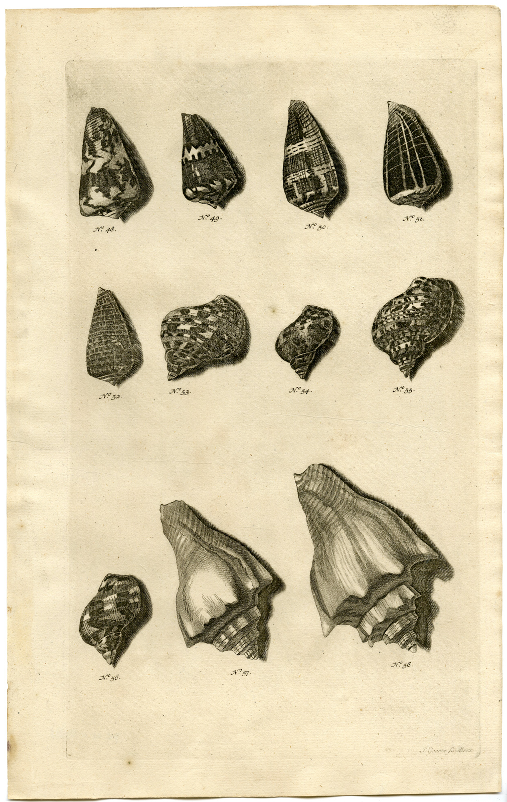 , Antique Print – SEA SHELL-MOLLUSC-MOLLUSK-INDONESIA-LXVIII-VALENTIJN-RUMPHIUS – 1724, Pictura Antique Prints