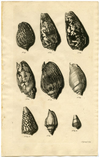 Antique Print - SEA SHELL-MOLLUSC-MOLLUSK-INDONESIA-LXIX-VALENTIJN-RUMPHIUS - 1724