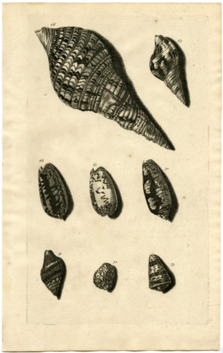 Antique Print - SEA SHELL-MOLLUSC-MOLLUSK-INDONESIA-LXX-VALENTIJN-RUMPHIUS - 1724