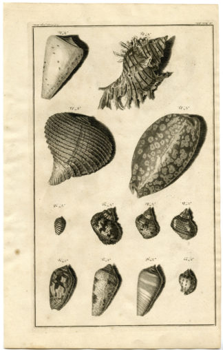 Antique Print - SEA SHELL-MOLLUSC-MOLLUSK-INDONESIA-LXXI-VALENTIJN-RUMPHIUS - 1724