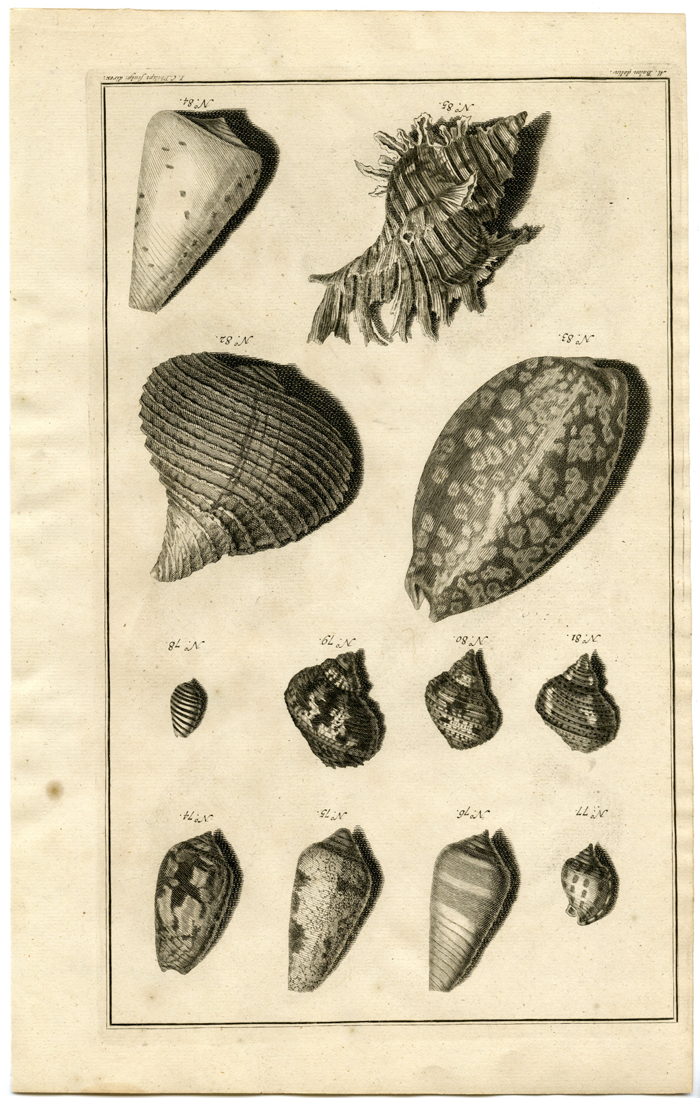 , Antique Print – SEA SHELL-MOLLUSC-MOLLUSK-INDONESIA-LXXI-VALENTIJN-RUMPHIUS – 1724, Pictura Antique Prints