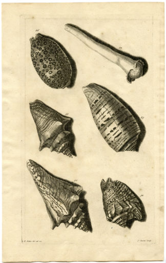 Antique Print - SEA SHELL-MOLLUSC-MOLLUSK-INDONESIA-LXXII-VALENTIJN-RUMPHIUS - 1724