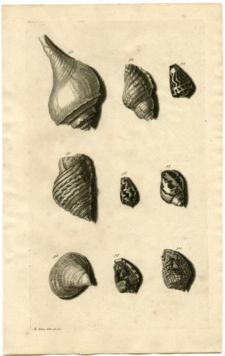 Antique Print - SEA SHELL-MOLLUSC-MOLLUSK-INDONESIA-LXXIII-VALENTIJN-RUMPHIUS - 1724