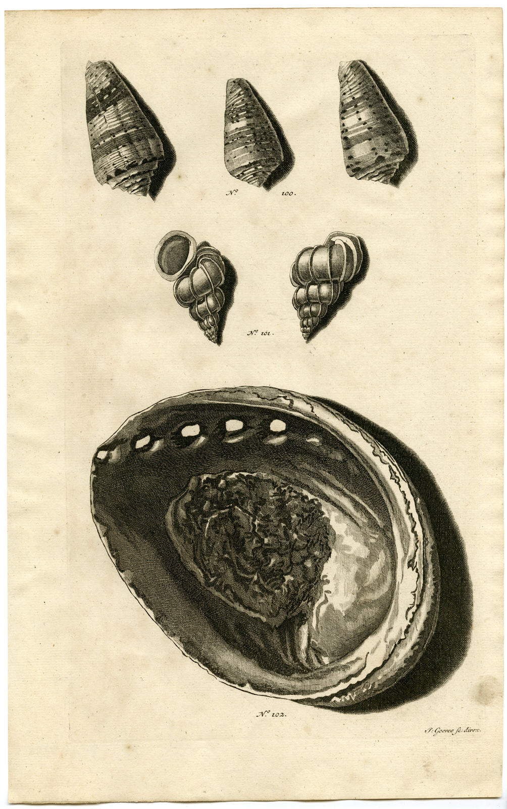 , Antique Print – SEA SHELL-MOLLUSC-MOLLUSK-INDONESIA-LXXIV-VALENTIJN-RUMPHIUS – 1724, Pictura Antique Prints