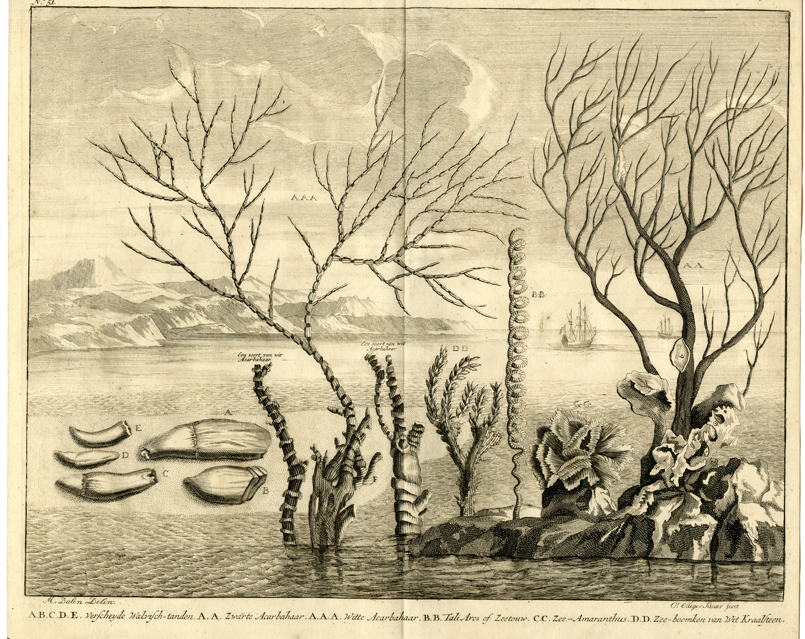 , Antique Print – WATER PLANT-CORAL-WHALE TEETH-INDONESIA–VALENTIJN-RUMPHIUS – 1724, Pictura Antique Prints