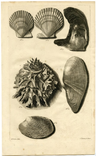 Antique Print - SEA SHELL-MOLLUSC-MOLLUSK-INDONESIA-LXXV-VALENTIJN-RUMPHIUS - 1724