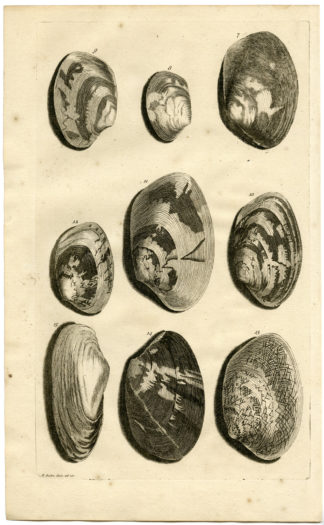 Antique Print - SEA SHELL-MOLLUSC-MOLLUSK-INDONESIA-LXXVI-VALENTIJN-RUMPHIUS - 1724