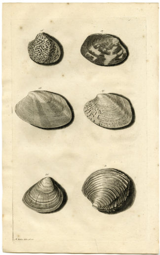 Antique Print - SEA SHELL-MOLLUSC-MOLLUSK-INDONESIA-LXXVII-VALENTIJN-RUMPHIUS - 1724