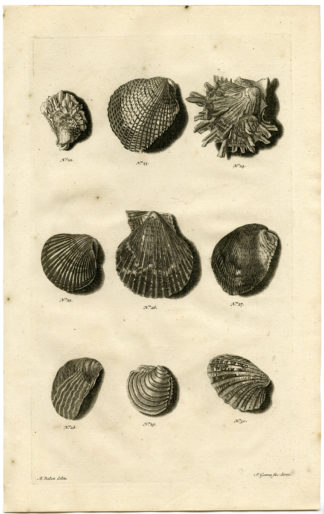 Antique Print - SEA SHELL-MOLLUSC-INDONESIA-LXXVIII-VALENTIJN-RUMPHIUS - 1724