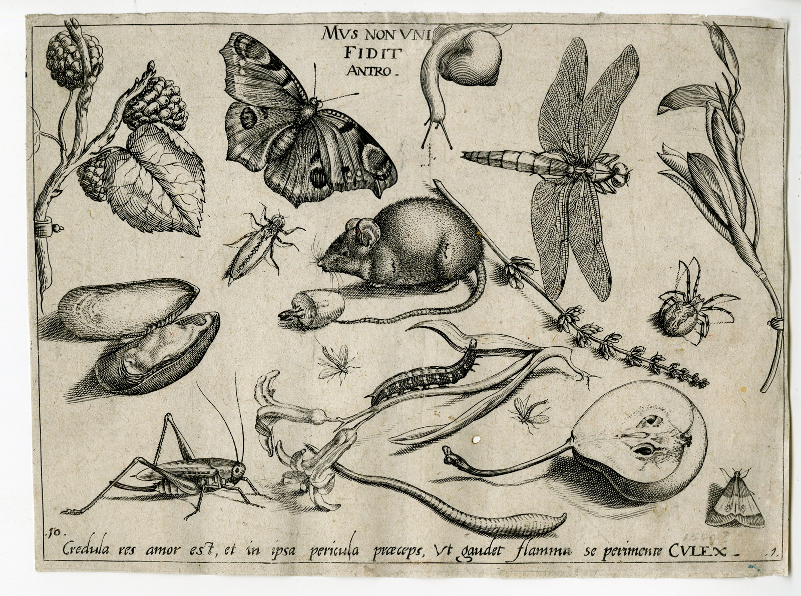 , Antique Print – ARCHETYPA STUDIAQUE PATRIS-MOUSE-ANIMALS-INSECTS-HOEFNAGEL after unknown artist – 1592, Pictura Antique Prints