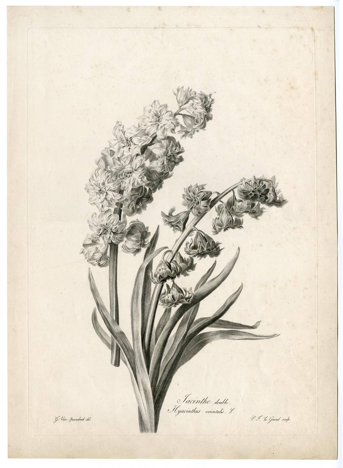 Pco 6736 416x566 Antique Print - HYACINTH-HYACINTHUS ORIENTALIS-LE GRAND after SPAENDONCK - 1799