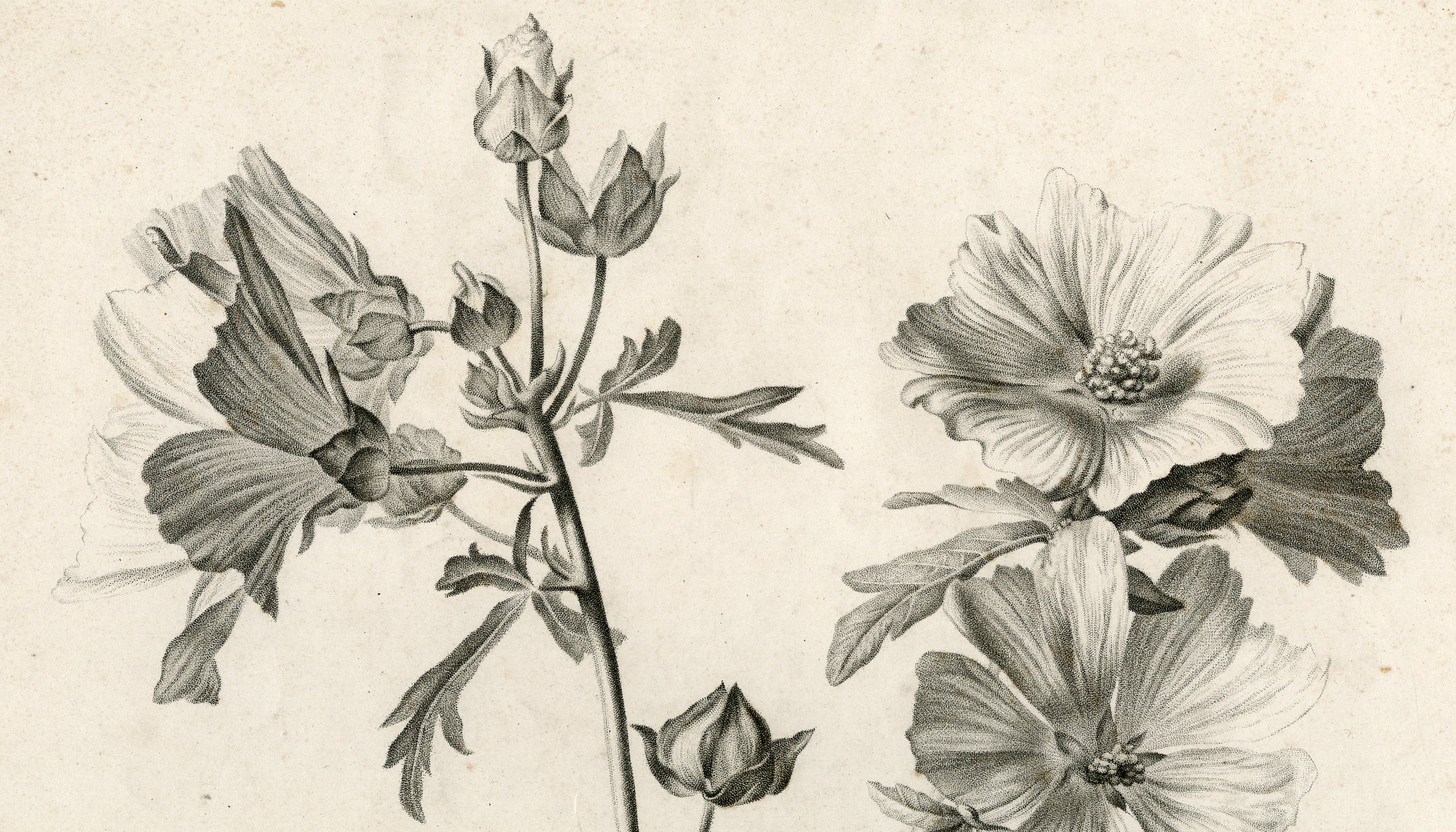 Pco 6740 416x238 Antique Print - MALLOW-MALVA ALCEA-LE GRAND after SPAENDONCK - 1799 - Image 2