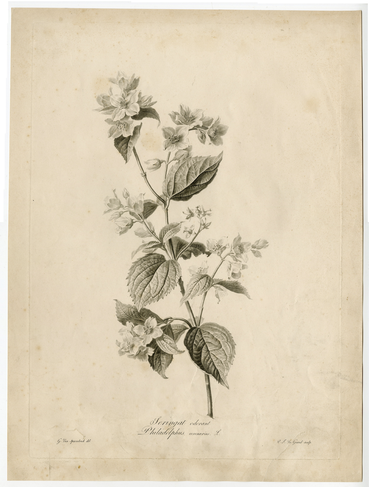 Pco 6742 416x549 Antique Print - DOGWOOD-PHILADELPHUS CORONARIUS-LE GRAND after SPAENDONCK - 1799