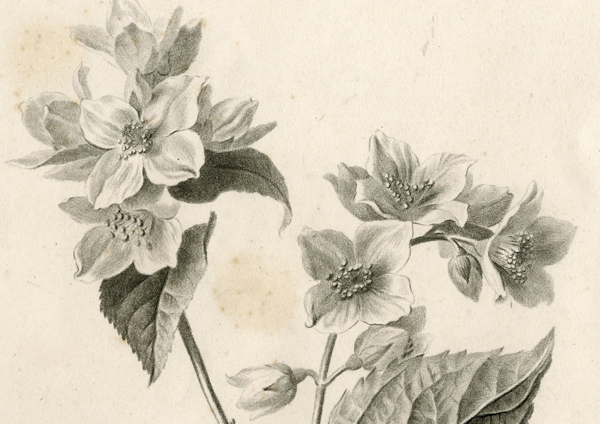 Pco 6743 416x294 Antique Print - DOGWOOD-PHILADELPHUS CORONARIUS-LE GRAND after SPAENDONCK - 1799 - Image 2