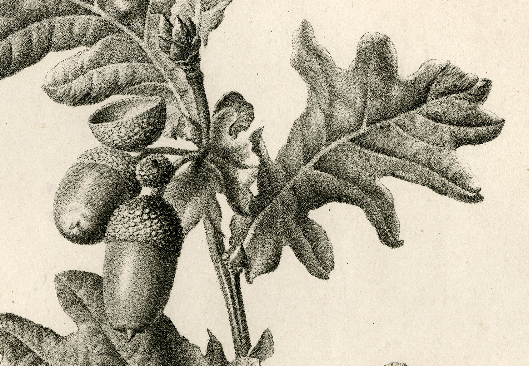 Pco 6749 416x288 Antique Print - OAK-QUERCUS ROBUR-LE GRAND after SPAENDONCK - 1799 - Image 2
