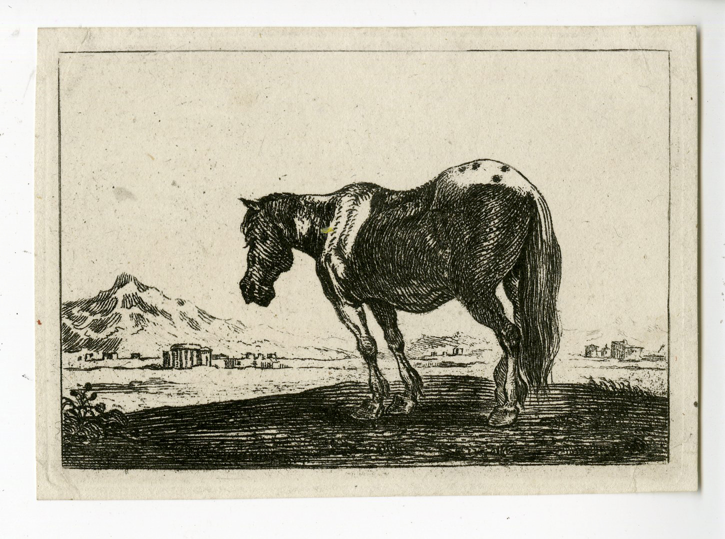 , Antique Print – HORSE STANDING IN LANDSCAPE-VAN KESSEL after HECKE – 1654, Pictura Antique Prints