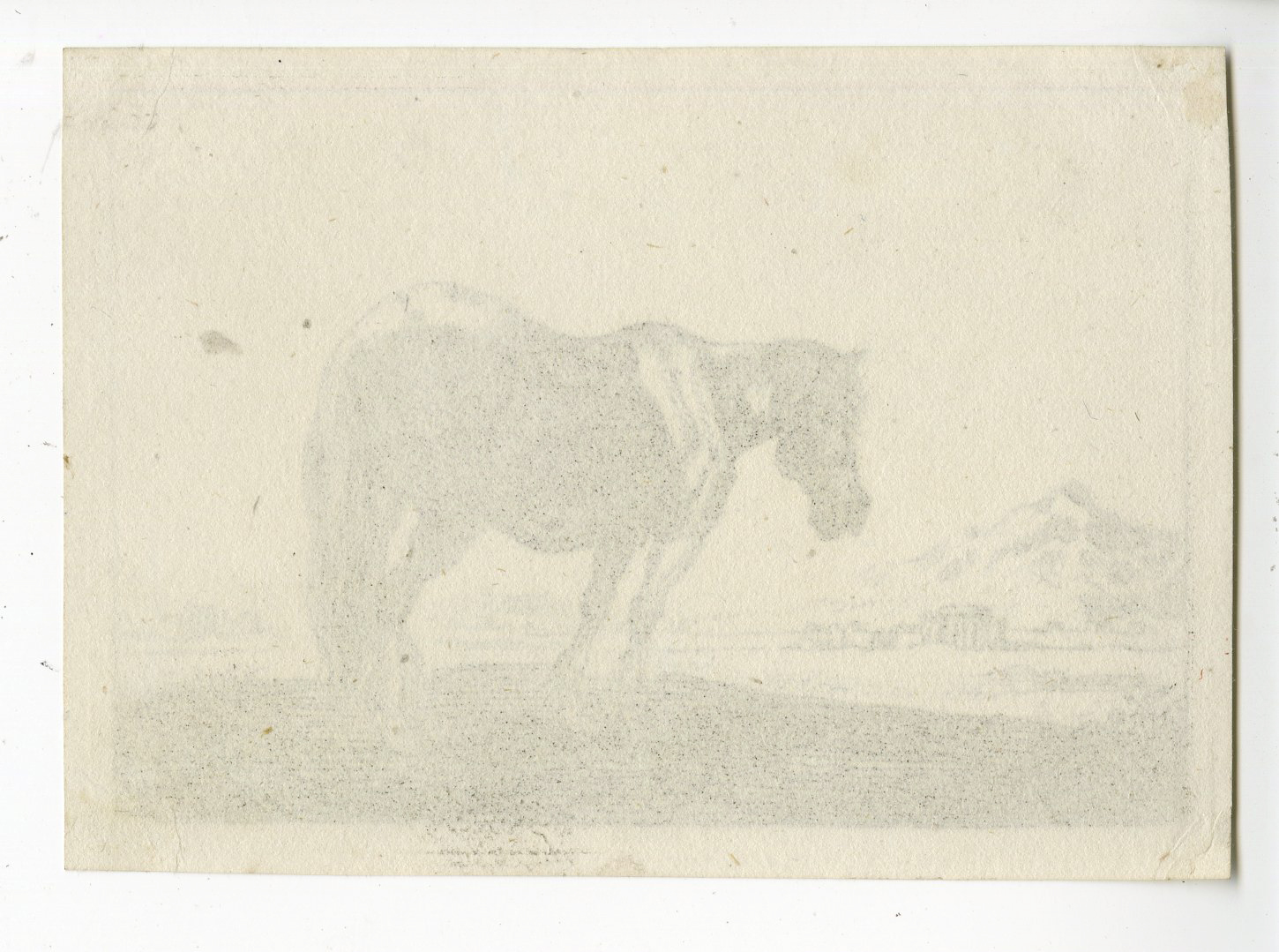 , Antique Print – HORSE STANDING IN LANDSCAPE-VAN KESSEL after HECKE – 1654, Pictura Antique Prints