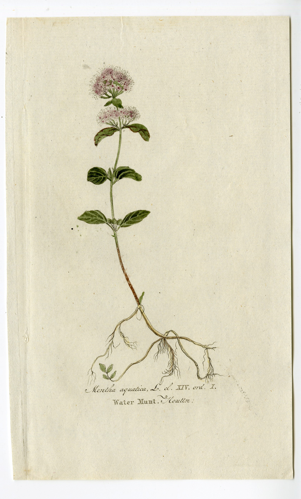 , Antique Print – MENTHA AQUATICA-WATER MINT-CHOMEL – 1800, Pictura Antique Prints