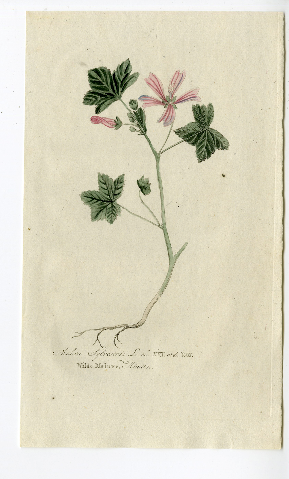 Pcom 10183 416x690 Antique Print - MALVA SYLVESTRIS-COMMON MALLOW-CHEESES-CHOMEL - 1800