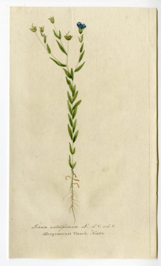 Antique Print - LINUM USITATISSIMUM-COMMON FLAX-LINSEED-CHOMEL - 1800