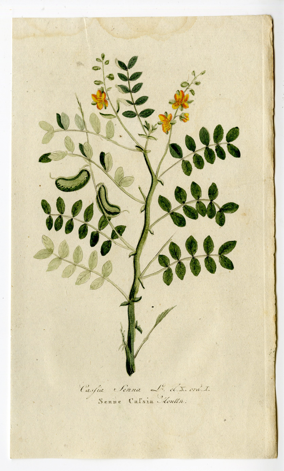 , Antique Print – SENNA ALEXANDRINA-ALEXANDRIAN-HERB-TEA PLANT-CHOMEL – 1800, Pictura Antique Prints