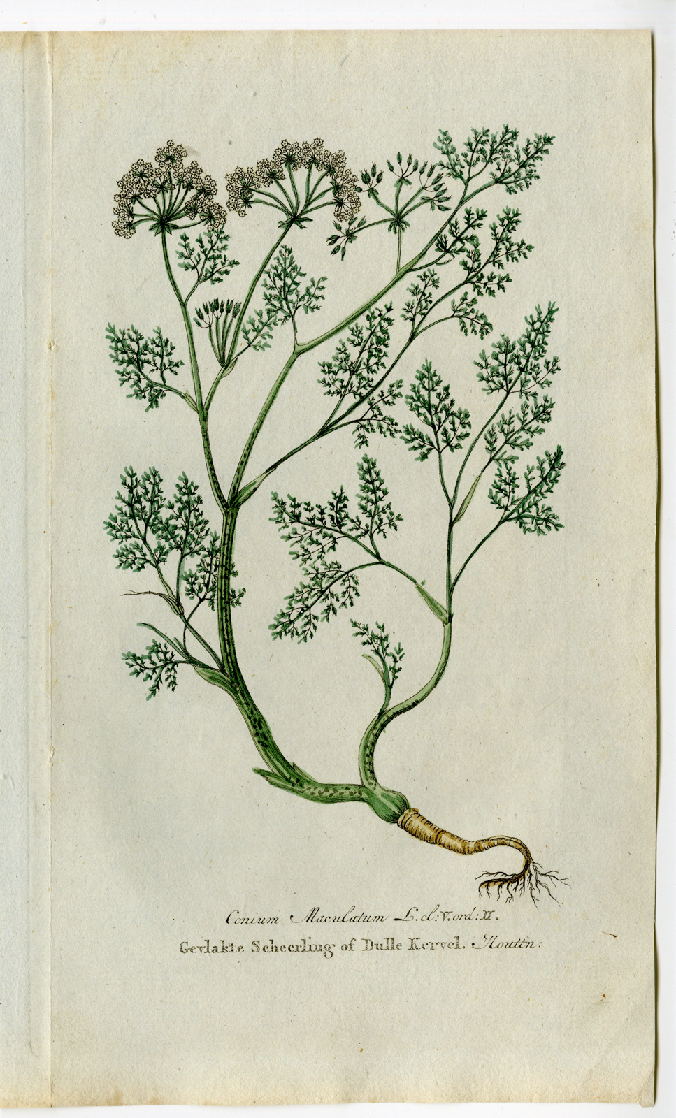 , Antique Print – CONIUM MACULATUM-POISON HEMLOCK-CHOMEL – 1800, Pictura Antique Prints