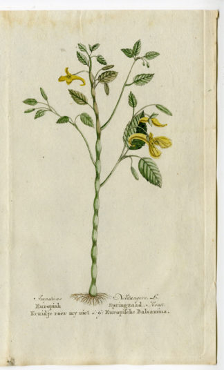 Antique Print - IMPATIENS NOLI TANGERE-TOUCH ME NOT BALSAM-CHOMEL - 1800