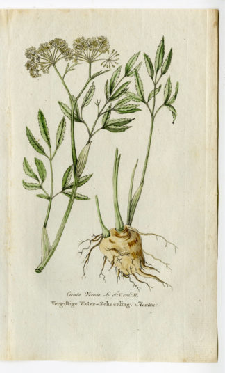 Antique Print - CICUTA VIROSA-COWBANE-NORTHERN WATER HEMLOCK-CHOMEL - 1800