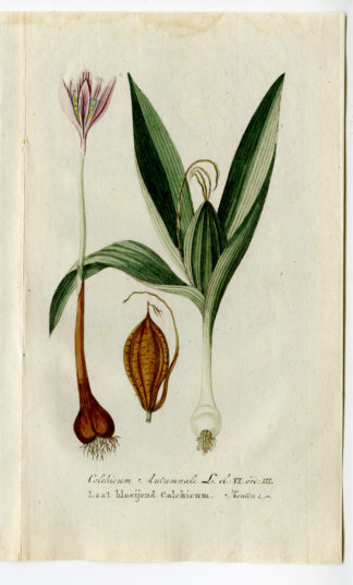 Antique Print - COLCHICUM AUTUMNALE-SAFFRON-AUTUMN CROCUS-CHOMEL - 1800