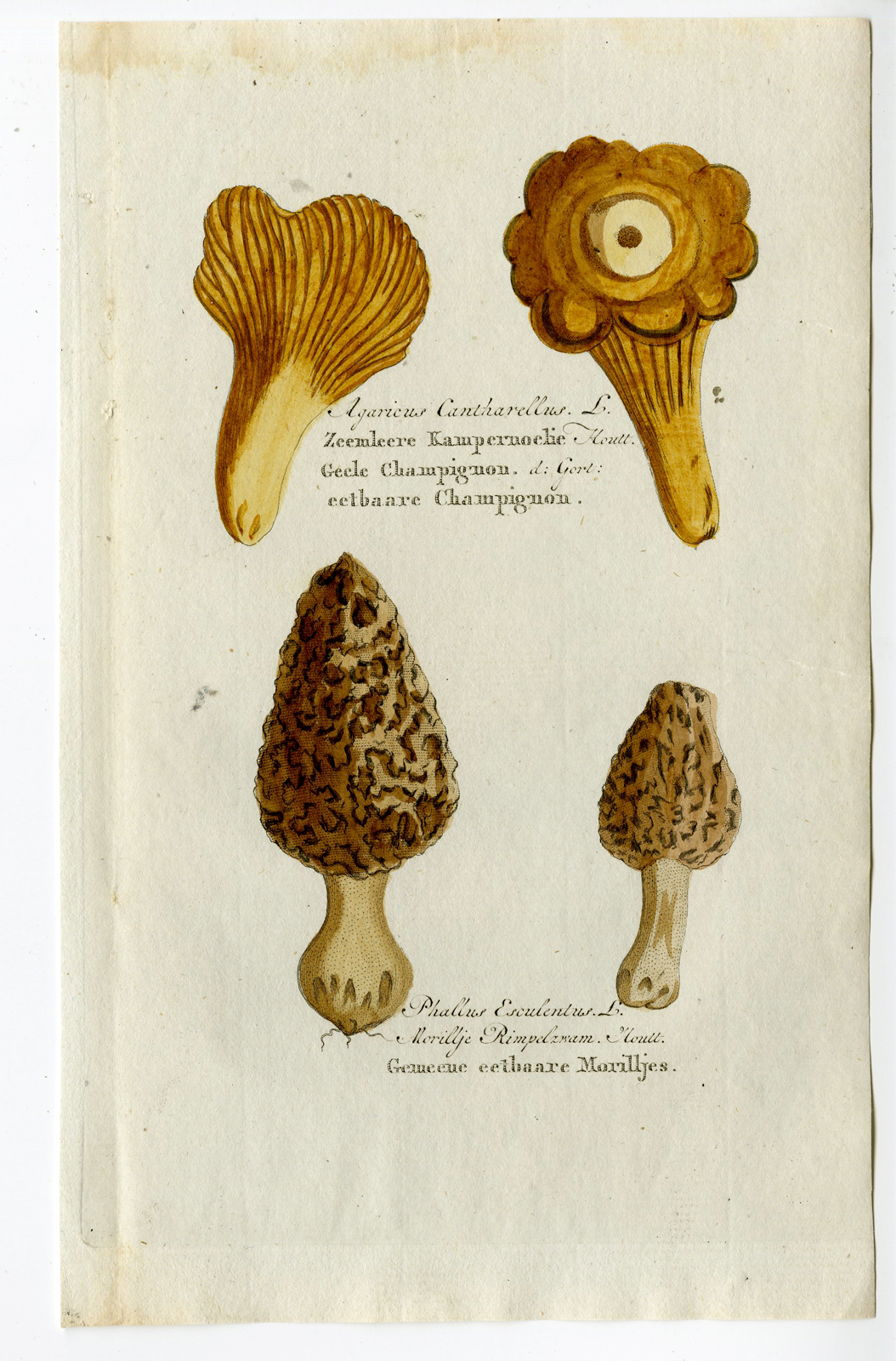 , Antique Print – MUSHROOM-FUNGUS-CHANTERELLES-COMMON MOREL-CHOMEL – 1800, Pictura Antique Prints