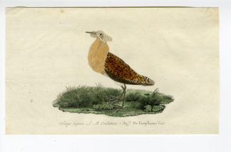Antique Print - CALIDRIS PUGNAX-RUFF-CHOMEL - 1800