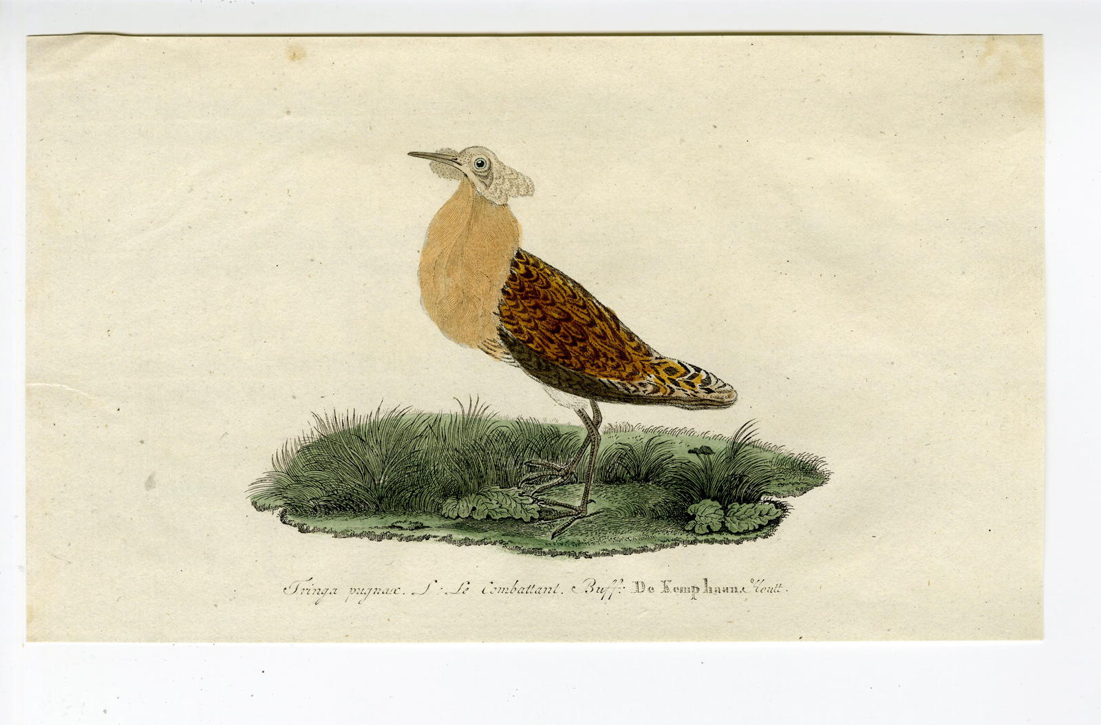 , Antique Print – CALIDRIS PUGNAX-RUFF-CHOMEL – 1800, Pictura Antique Prints