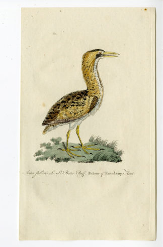 Antique Print - EURASIAN BITTERN-GREAT-BOTAURUS STELLARIS-CHOMEL - 1800