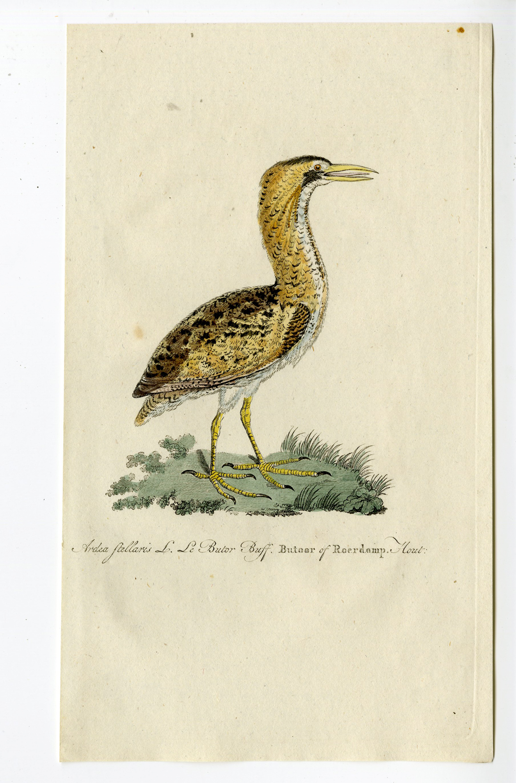 , Antique Print – EURASIAN BITTERN-GREAT-BOTAURUS STELLARIS-CHOMEL – 1800, Pictura Antique Prints