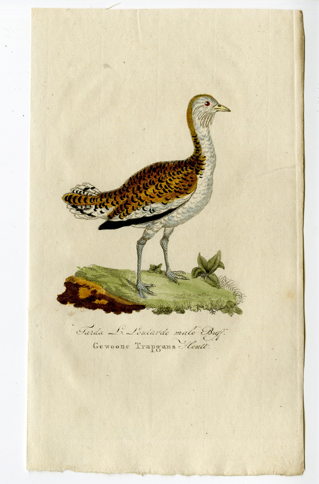 , Antique Print – OTIS TARDA-GREAT BUSTARD-CHOMEL – 1800, Pictura Antique Prints