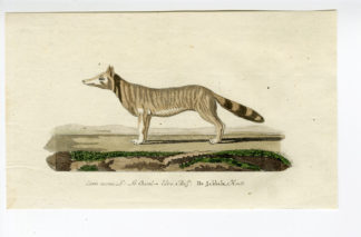 Antique Print - CANIS AUREUS-GOLDEN JACKAL-CHOMEL - 1800