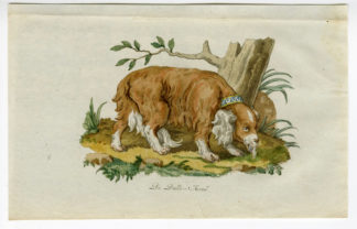 Antique Print - DOG-RABIES-SETTER-CHOMEL - 1800
